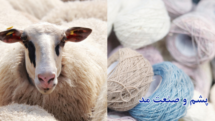 آتلیه تافری مدل عمودی خود را با تولید پشم مرینوس گسترش میدهد(2025)